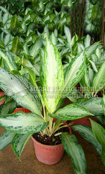 Aglaonema hybrid (Pink Stem)